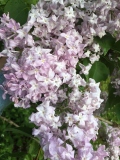 Lavendar_Lady_20200531_CV_CPD