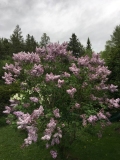 Lavendar_Lady_202105_CF_CF