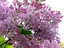 Lavender_Lady_200204_DG_BB_1