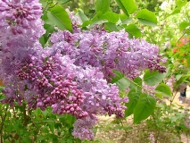 Lavender_Lady_200204_DG_BB_2