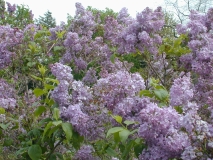 Lavender_Lady_2003_HP_MM__DM_1