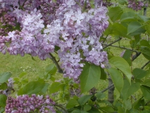 Lavender_Lady_2003_HP_MM__DM_2
