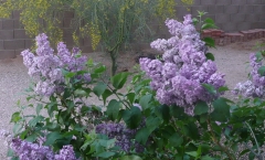 Lavender_Lady_200904_VailAZ_BB_1