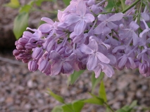 Lavender_Lady_200904_VailAZ_BB_2