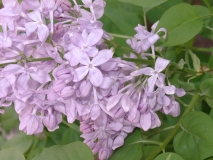 Lavender_Lady_200904_VailAZ_BB_3
