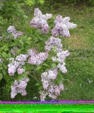 Lavender_Lady_2013_HP_TP_1
