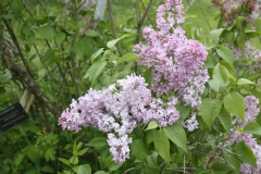 Lavender_Lady_2013_HP_TP_3