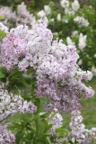 Lavender_Lady_2013_HP_TP_4