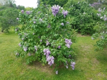 Lavender_Lady_20170518_HP_MLD_1