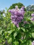 Lavender_Lady_20170518_HP_MLD_3