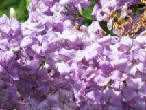 Lavender_Lady_20170518_HP_MLD_4