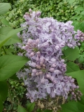 Lavender_Lady_20180512_LG_MLD_1
