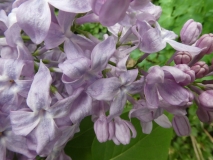 Lavender_Lady_20180512_LG_MLD_2