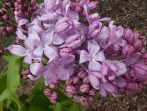 Lavender_Lady_20190507_LP_MLD_2