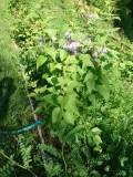 Lavender_Lady_20190508_MLD_MLD_1