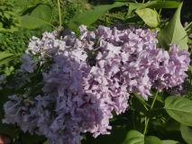 Lavender_Lady_20190508_MLD_MLD_2