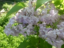 Lavender_Lady_20190508_MLD_MLD_3