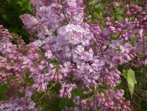 Lavender_Lady_201906_CEF_MLD_2