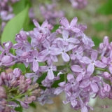 Lavender_Lady_2019_LM_CF