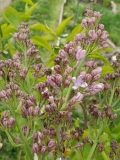 Lavender_Lady_20200419_MLD_MLD