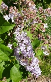 Lavender_Lady_20200510_MLD_MLD