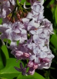 Lavender_Lady_20200510_MLD_MLD_2