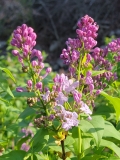 Lavender_Lady_20210413_MLD_MLD_3