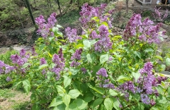 Lavender_Lady_20210416_MLD_MLD_1