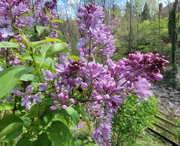 Lavender_Lady_20210416_MLD_MLD_3