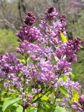 Lavender_Lady_20210416_MLD_MLD_4