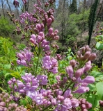 Lavender_Lady_20220423_MLD_MLD