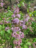 Lavender_Lady_20220424_MLD_MLD_1