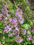 Lavender_Lady_20220424_MLD_MLD_2
