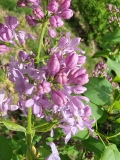 Lavender_Lady_20220424_MLD_MLD_3