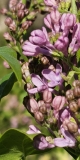 Lavender_Lady_20230413_MLD_MLD