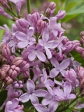 Lavender_Lady_20230414_MLD_MLD_1