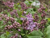Lavender_Lady_20230414_MLD_MLD_2