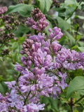 Lavender_Lady_20230415_MLD_MLD