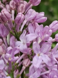 Lavender_Lady_20230417_MLD_MLD_1
