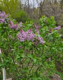 Lavender_Lady_20230417_MLD_MLD_2