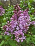 Lavender_Lady_20230417_MLD_MLD_3