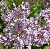 Lavender_Lady_20230420_MLD_MLD