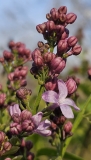 Lavender_Lady_20240408_MLD_MLD