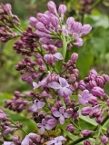 Lavender_Lady_20240412_MLD_MLD