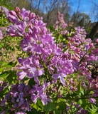 Lavender_Lady_20240415_MLD_MLD