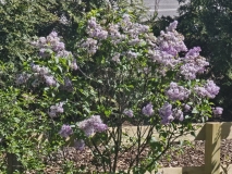 Lavender_Lady_20240422_MLD_MLD