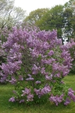 Lavender_Lady_CH