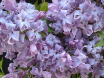 Lavender_Lady_LNT