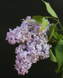 Lavender_Lady_TRD_TP_1