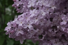 Lavender_Lady_TRD_TP_10